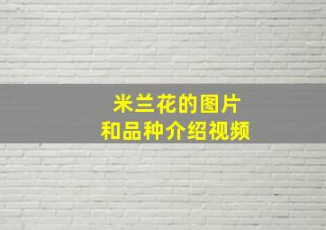 米兰花的图片和品种介绍视频