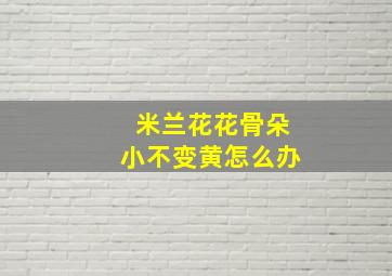 米兰花花骨朵小不变黄怎么办