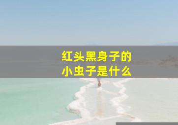 红头黑身子的小虫子是什么