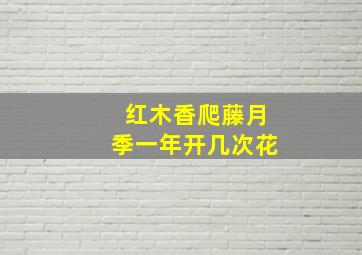 红木香爬藤月季一年开几次花