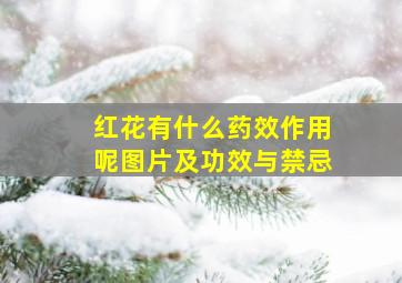 红花有什么药效作用呢图片及功效与禁忌