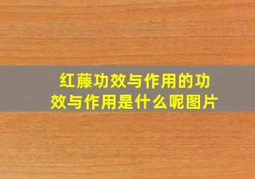 红藤功效与作用的功效与作用是什么呢图片