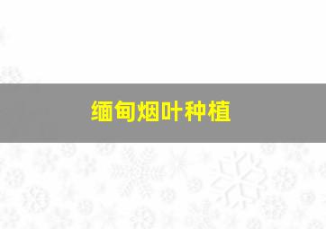 缅甸烟叶种植