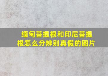 缅甸菩提根和印尼菩提根怎么分辨别真假的图片