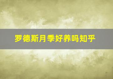 罗德斯月季好养吗知乎