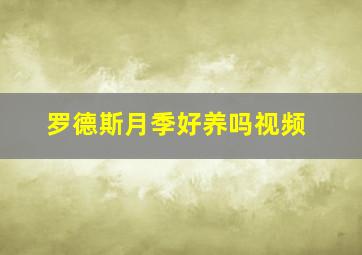 罗德斯月季好养吗视频