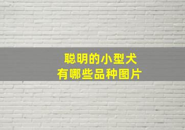 聪明的小型犬有哪些品种图片