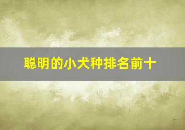 聪明的小犬种排名前十