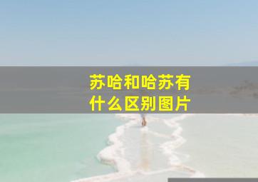 苏哈和哈苏有什么区别图片