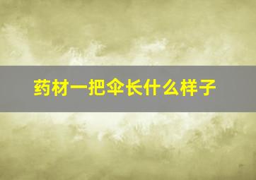 药材一把伞长什么样子