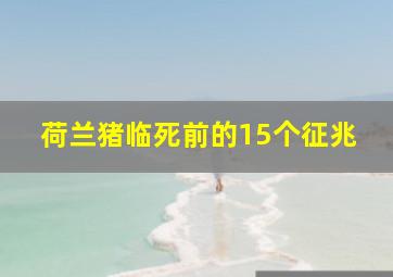 荷兰猪临死前的15个征兆