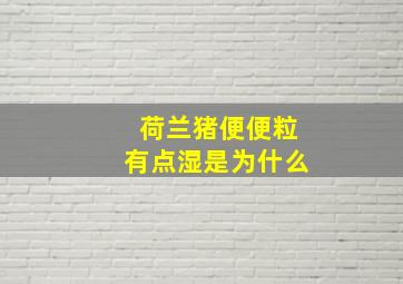 荷兰猪便便粒有点湿是为什么