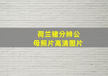 荷兰猪分辨公母照片高清图片