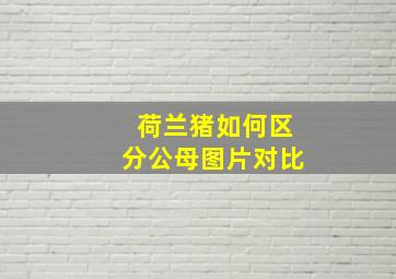 荷兰猪如何区分公母图片对比