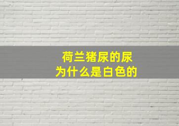 荷兰猪尿的尿为什么是白色的