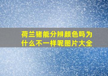 荷兰猪能分辨颜色吗为什么不一样呢图片大全