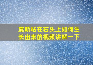 莫斯粘在石头上如何生长出来的视频讲解一下