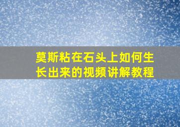 莫斯粘在石头上如何生长出来的视频讲解教程