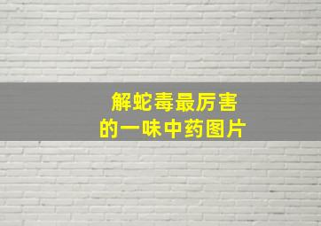 解蛇毒最厉害的一味中药图片