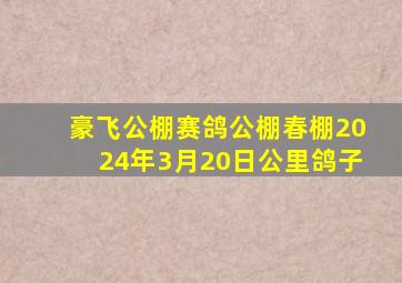 豪飞公棚赛鸽公棚春棚2024年3月20日公里鸽子