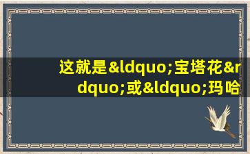 这就是“宝塔花”或“玛哈默鲁”