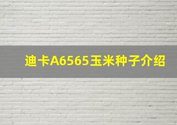 迪卡A6565玉米种子介绍