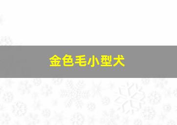 金色毛小型犬