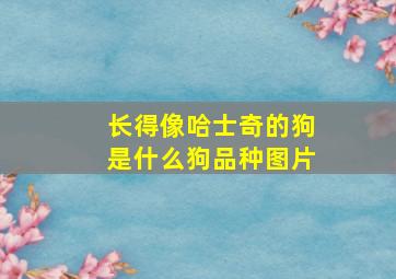 长得像哈士奇的狗是什么狗品种图片