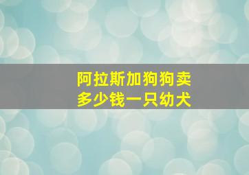 阿拉斯加狗狗卖多少钱一只幼犬