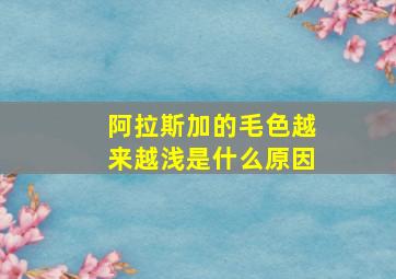 阿拉斯加的毛色越来越浅是什么原因