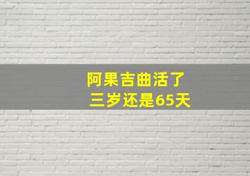 阿果吉曲活了三岁还是65天