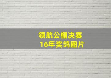 领航公棚决赛16年奖鸽图片