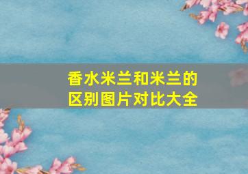 香水米兰和米兰的区别图片对比大全