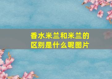 香水米兰和米兰的区别是什么呢图片