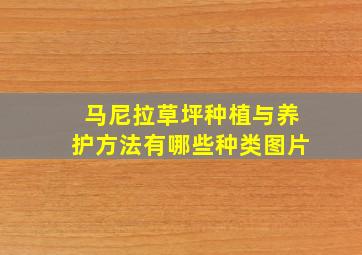 马尼拉草坪种植与养护方法有哪些种类图片