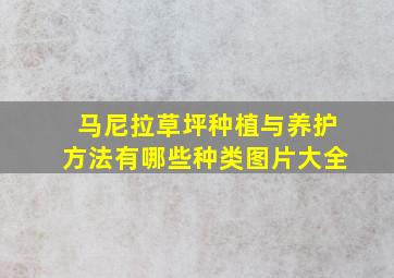 马尼拉草坪种植与养护方法有哪些种类图片大全