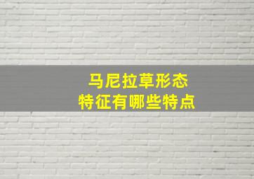 马尼拉草形态特征有哪些特点