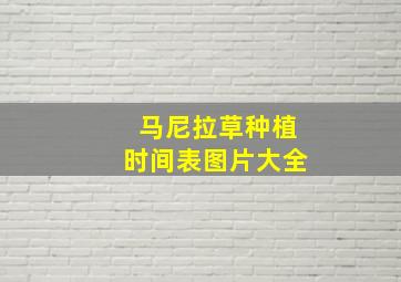 马尼拉草种植时间表图片大全