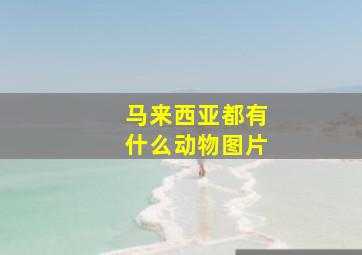 马来西亚都有什么动物图片