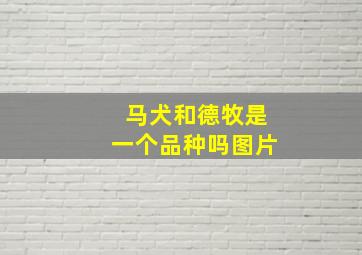 马犬和德牧是一个品种吗图片