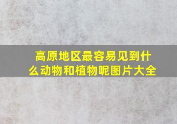 高原地区最容易见到什么动物和植物呢图片大全