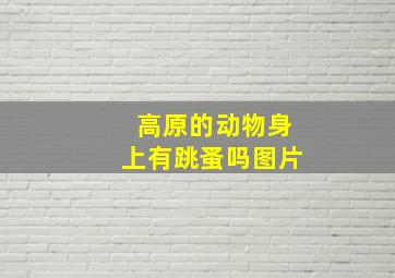 高原的动物身上有跳蚤吗图片