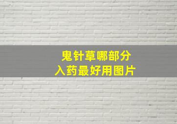 鬼针草哪部分入药最好用图片