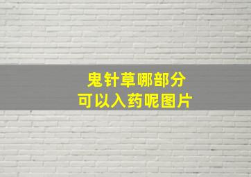 鬼针草哪部分可以入药呢图片