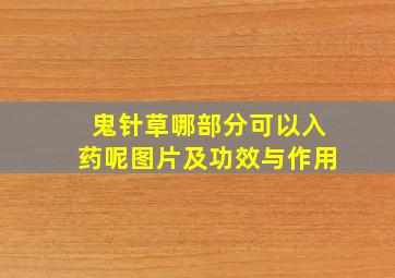 鬼针草哪部分可以入药呢图片及功效与作用