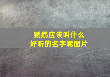 鹦鹉应该叫什么好听的名字呢图片