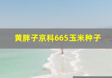 黄胖子京科665玉米种子