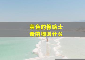 黄色的像哈士奇的狗叫什么