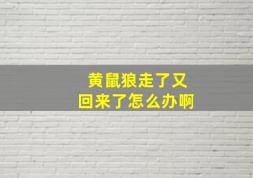 黄鼠狼走了又回来了怎么办啊