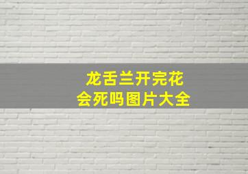 龙舌兰开完花会死吗图片大全